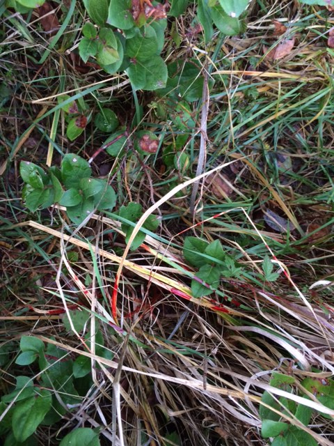 country huntress deer hunting