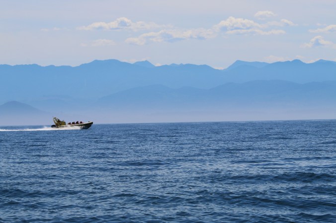 killer whale watching