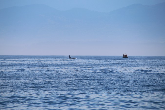 killer whale watching