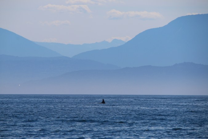 killer whale olympics