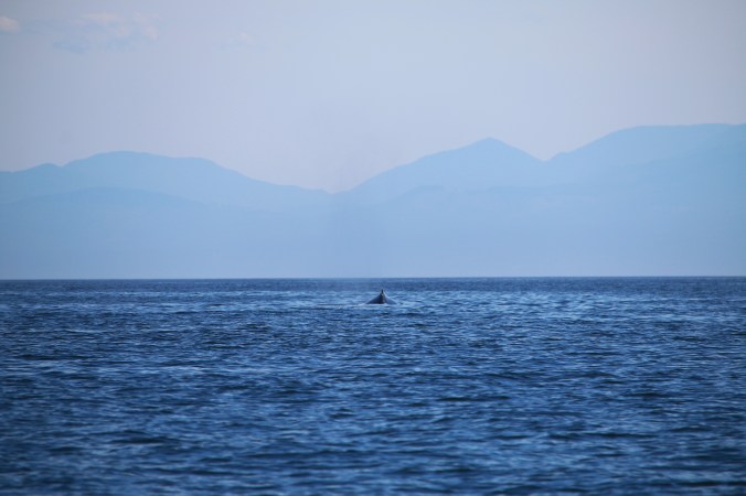 humpback whale