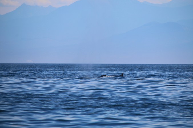 humpback whale