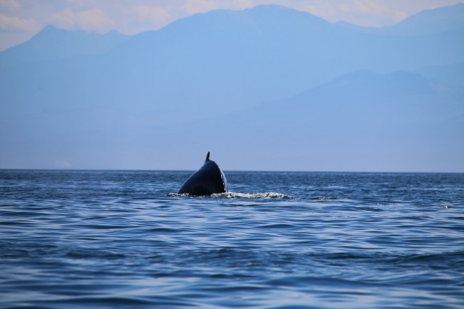 humpback whale