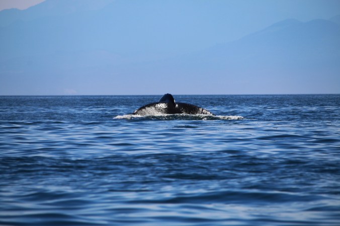 humpback whale