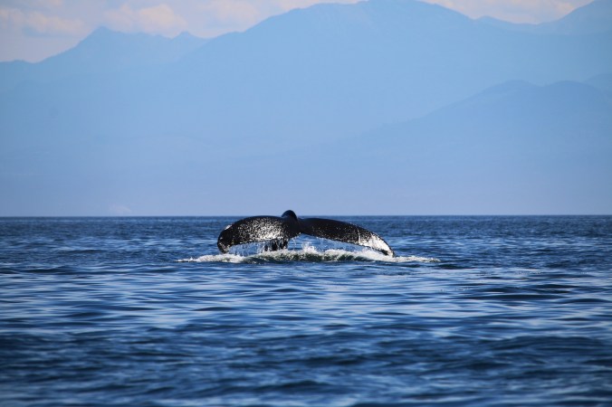 humpback whale
