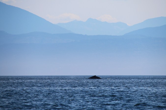 humpback whale