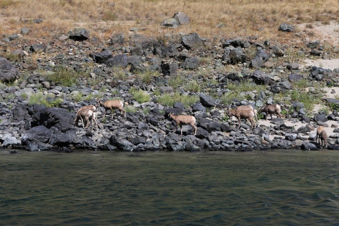 snake river bighorn sheep