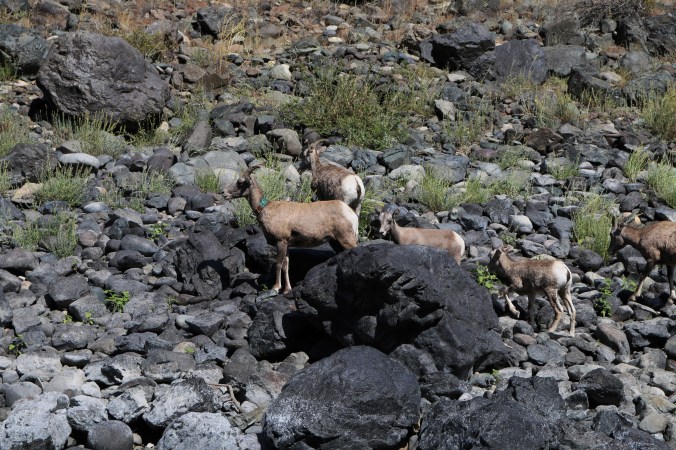 snake river bighorn sheep
