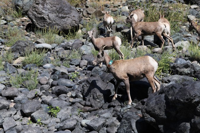 snake river bighorn sheep