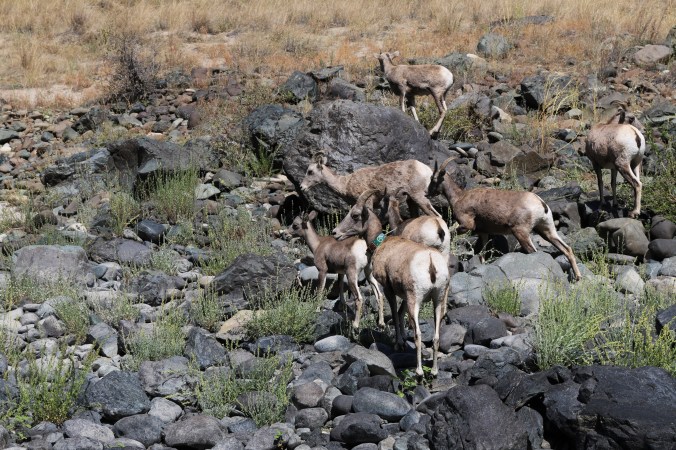 snake river bighorn sheep