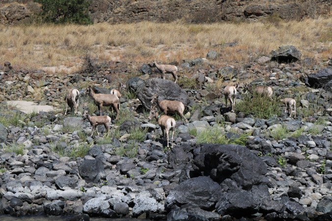 snake river bighorn sheep